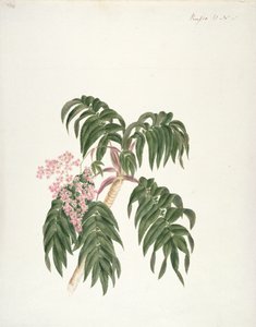 Cusso ou Banbesia; Abyssinie (feuilles et fleurs) - Luigi Balugani
